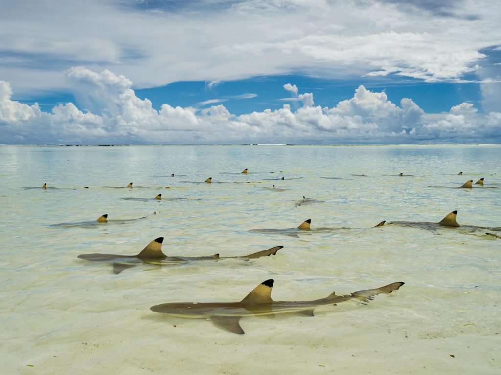 Đảo san hô Aldabra, Seychelles - Ảnh: Shutterstock 