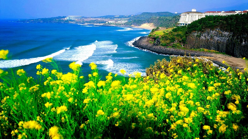 Đảo Jeju – viên ngọc quý của Hàn Quốc.