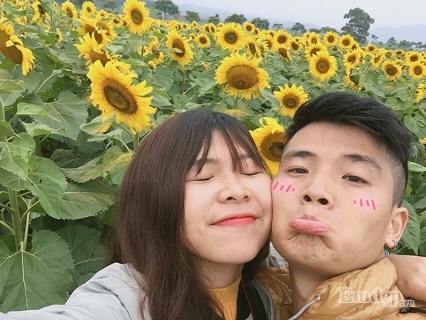 Bên đồi hoa hướng dương rực rỡ ở Nghệ An 