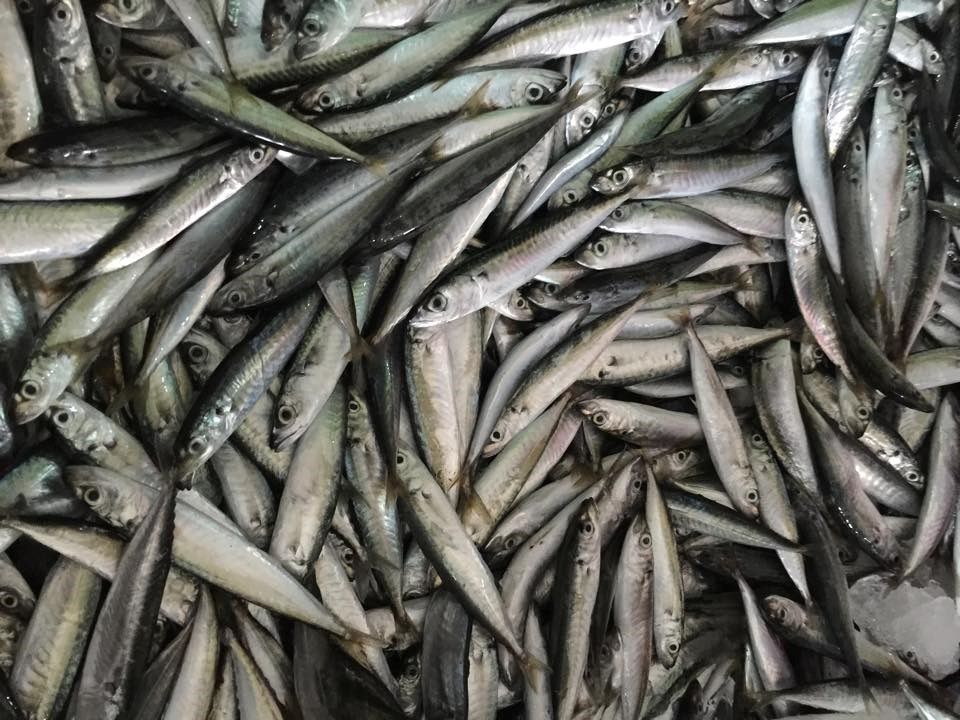 Nguồn cá nục dồi dào có thể thay thế cá cơm khi hết mùa đánh bắt. Ảnh: Bizmedia 