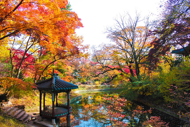 Dù là một trong những đất nước dẫn đầu về công nghệ, nhưng xứ sở kim chi vẫn giữ lại cho riêng mình những khung cảnh đậm chất hoài cổ. Một góc của khu vườn trong cung điện Changdeokgung hiện lên rực rỡ và yên bình với đủ sắc màu của mùa thay lá.