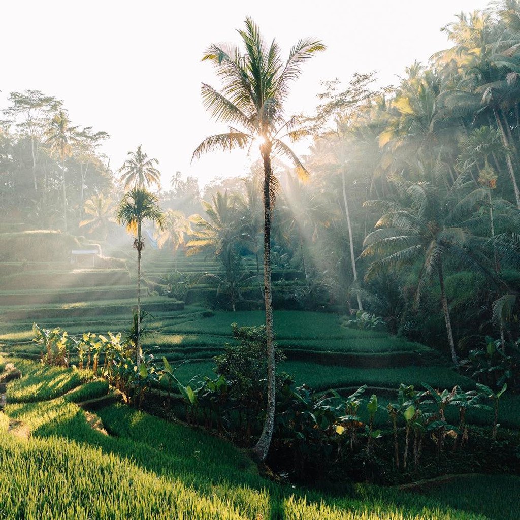 Những ruộng bậc thang xen lẫn hàng dừa tại thị trấn Ubud trên đảo Bali, Indonesia, cũng là một điểm check-in nổi tiếng trên mạng xã hội. Theo Melotti, một trong các chiến thuật là đi đến những nơi mà các blogger biết chắc sẽ mang lại cho họ nhiều lượt thích nhất, ngay cả khi điều đó đồng nghĩa với việc chụp ảnh cùng địa điểm, cùng góc độ với mọi người, nhằm làm tăng các chỉ số. Ảnh: Instagram/gypsea_lust.