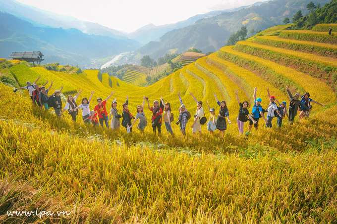 Mỗi dịp cuối tuần, có rất nhiều đoàn khách từ Hà Nội lên Mù Cang Chải để "săn ảnh" mùa lúa vàng.
