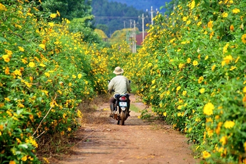 Du khách cần đi vào các xã, huyện cách Đà Lạt khoảng 40 km để ngắm hoa nở vàng rực. Ảnh: Thanh Tuyết.