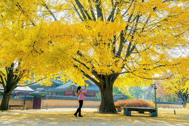 Tán cây nhuộm vàng cả một góc sân ở cung điện Gyeongbokgung.