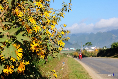 Bạn có thể đi phượt bằng xe máy, hoặc đi ô tô và đến thị trấn Mộc Châu rồi thuê xe để ngắm hoa dã quỳ. Phí thuê xe từ 150.000 đến 200.000 đồng/ ngày. Ảnh: Hachi8. 