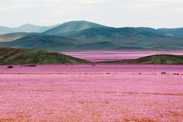 Sa mạc biến thành cánh đồng hoa màu hồng lãng mạn.