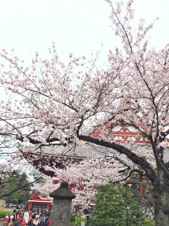 Mùa hoa anh đào của Nhật Bản - Ảnh: Bẩu Vân 