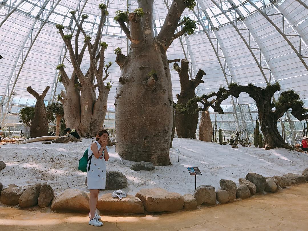 Thế giới hoang dã châu Phi ở khu Sa mạc mở và nhà kính sẽ mang đến nhiều bất ngờ cho du khách. Nhiều loài cây lâu năm như baobab 250 tuổi (thuộc loài Adansonia gregorii), cây chorisia (cây chai), cây oliu 500 tuổi cũng “điểm danh” trong Đồi vạn hoa. Ảnh: Bội Sang on Instagram