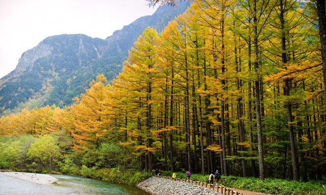 17. Công viên quốc gia Kamikochi, Honshu: Ở trung tâm Honshu, cách Nagoya 3 giờ lái xe về phía Đông Bắc, là một trong những địa điểm hấp dẫn nhất ở dãy Alps của Nhật Bản. Vào mùa thu, các sườn núi được bao phủ bởi những rừng sồi sẫm màu cam rực rỡ, khiến ai cũng phải xiêu lòng.