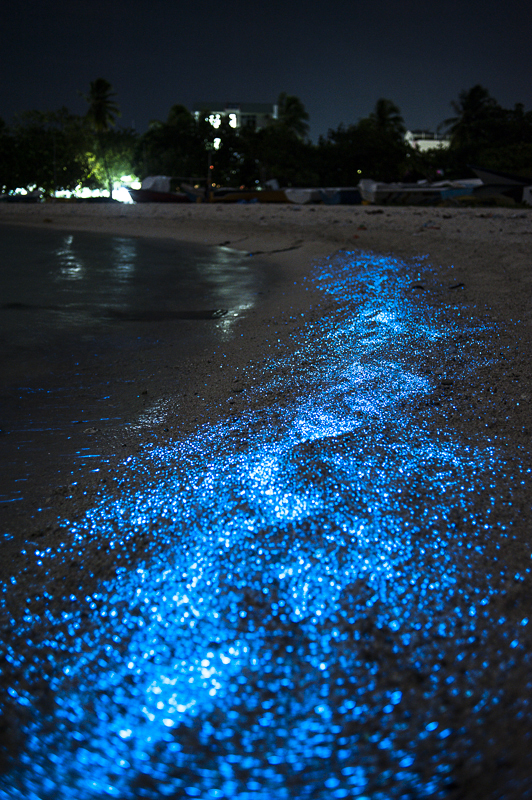 Những sinh vật phù du phát sáng lẫn trong nước biển bị sóng đánh dạt lên bãi cát