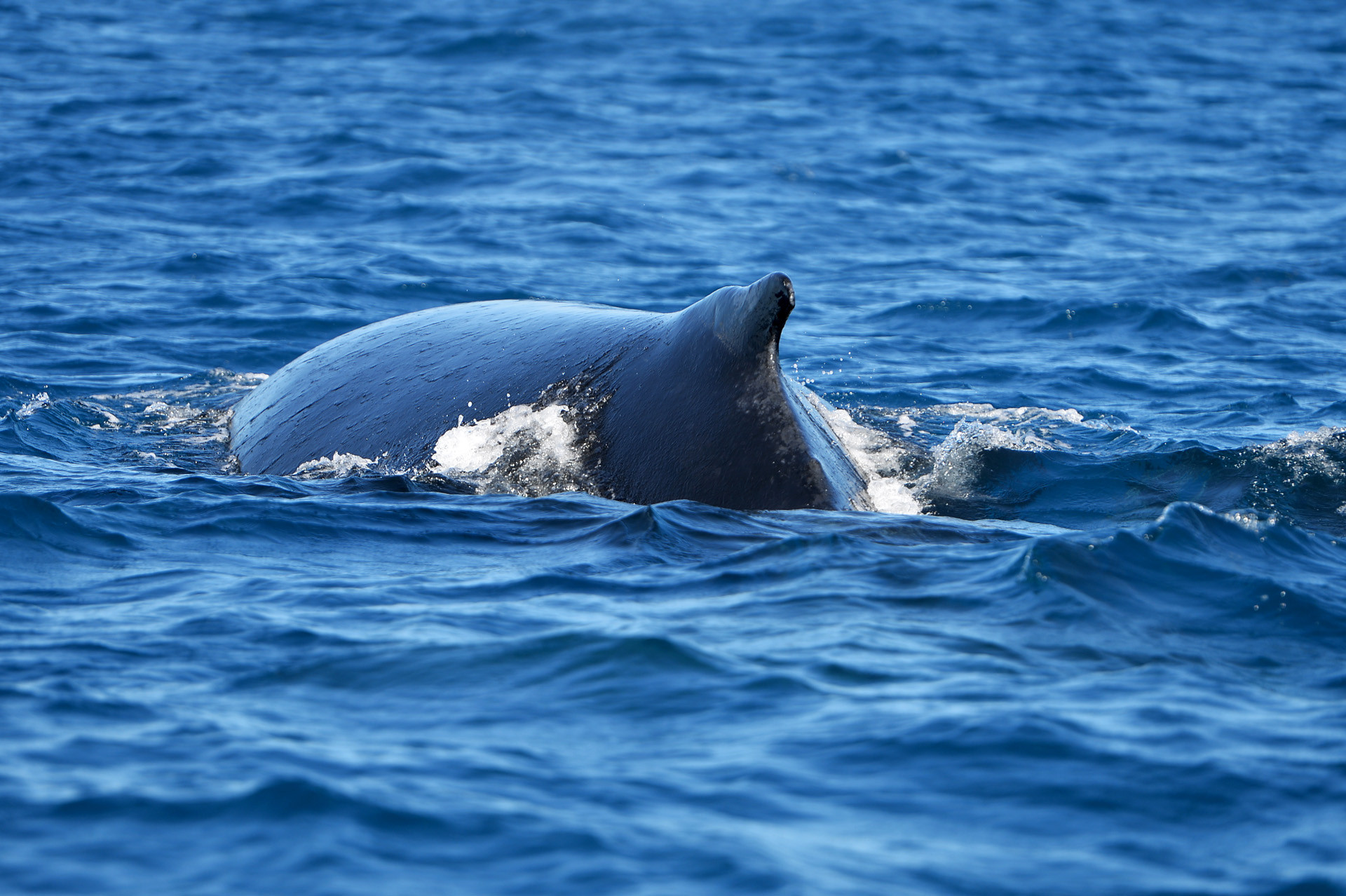 Nhiều nhóm du khách quốc tế đi du thuyền ra đại dương ngắm cá heo và cá voi.