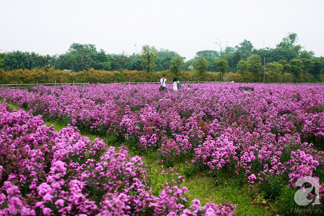 Hoa thạch thảo được trồng nhiều ở các vườn hoa cho thuê chụp ảnh hoặc các làng nghề để khai thác kinh tế.