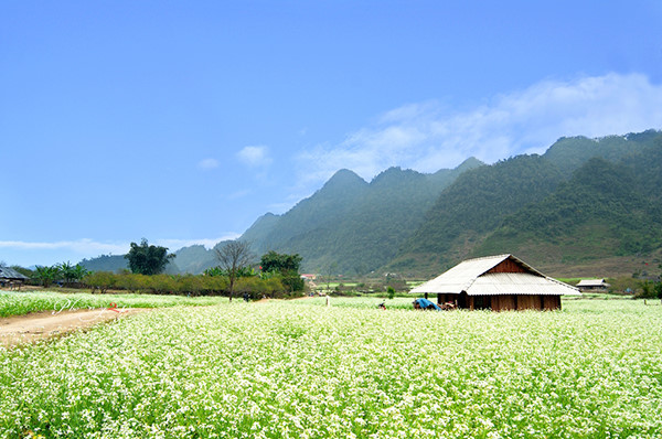 Lên du lịch Mộc Châu mùa này, du khách có thể bắt gặp những cánh đồng hay thung lũng cải trắng bạt ngàn, tựa như bức họa của thảo nguyên xanh mát.