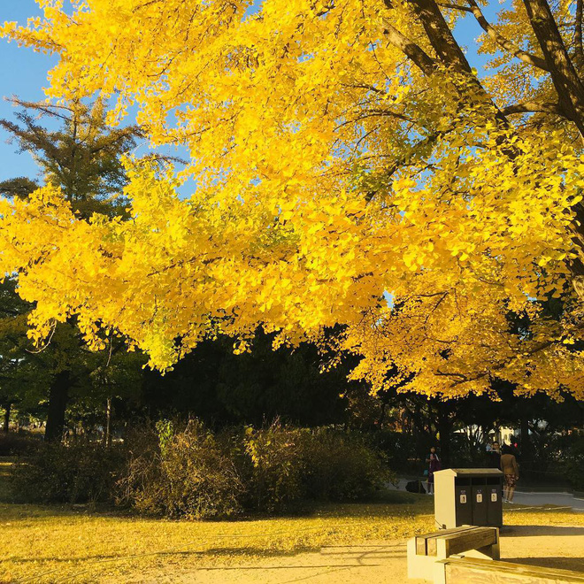 Hàn Quốc vào thu là thời điểm những cây rẻ quạt chuyển màu vàng rực - @gabriellehyde000