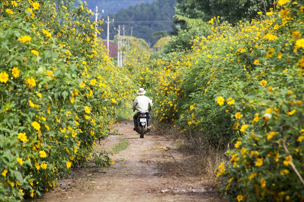 Ở Tu Tra, Phi Nôm những con đường hoa dã quỳ như thế này tìm khá dễ. Chỉ cần tìm đường đến thôn này chạy xe máy vòng vòng thì bảo đảm sẽ có con đường đẹp cho bạn tham quan. 