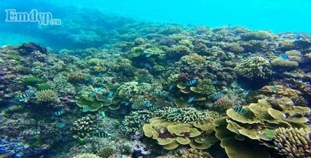 Những rạn san hô sặc sỡ dưới đáy biển 