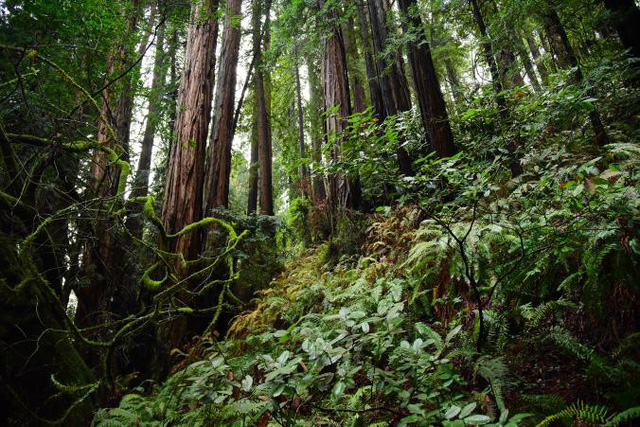 Rừng Muir là di sản quốc gia của Hoa Kỳ, nằm ở vùng ven biển Thái Bình Dương khoảng 16 cây số về phía Bắc San Francisco - Ảnh: NatGeo 