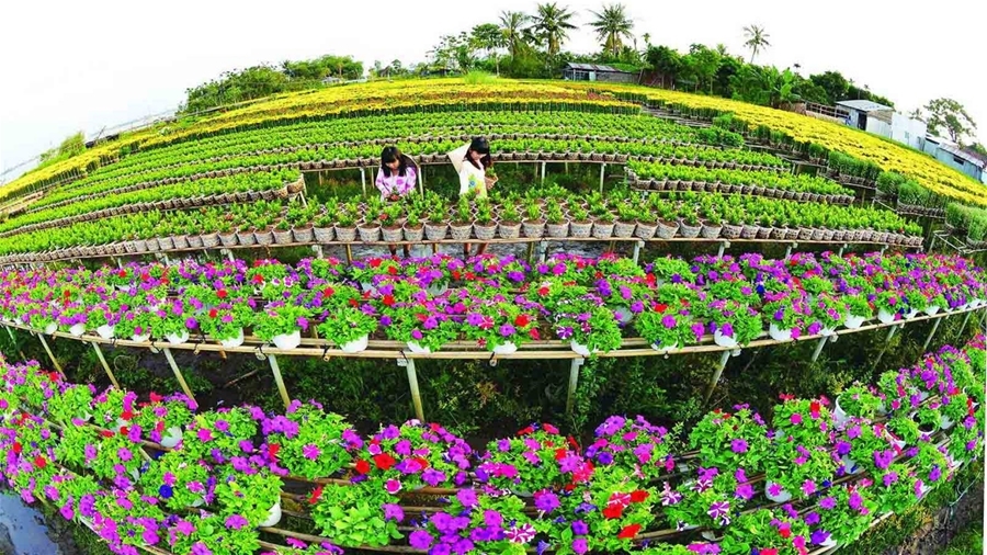 Việc không ngừng tìm tòi, cho ra đời thêm nhiều giống hoa mới không chỉ cho thấy sự cần cù, sáng tạo của nông dân làng hoa Sa Đéc mà còn làm cho bức tranh phong cảnh làng hoa nơi đây thêm phần phong phú, hấp dẫn du khách gần xa. (Ảnh: Mekong Delta Tour)