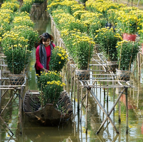 Hoa thường được trồng trên các giàn, phía dưới là ruộng nước để tiện tưới tiêu và luôn giữ độ ẩm cho hoa. (Ảnh: Mekongdelta_vietnam)