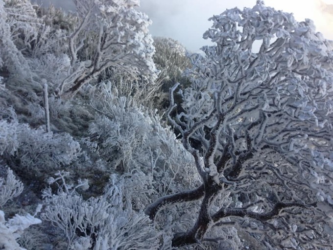 Khu vực rừng Hoàng Liên nhìn từ đỉnh Fansipan cũng phủ lớp tuyết trắng như trời Âu. 