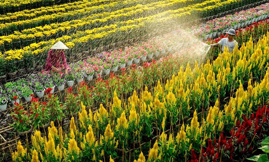 Năm nay, dự kiến làng hoa Sa Đéc sẽ có khoảng 2 triệu giỏ hoa được bán trong dịp Tết Nguyên đán. (Ảnh: Hiếu Minh Vũ)
