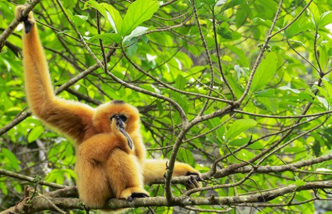 Vườn quốc gia Cúc Phương, nơi cư ngụ của nhiều loài động vật quý hiếm