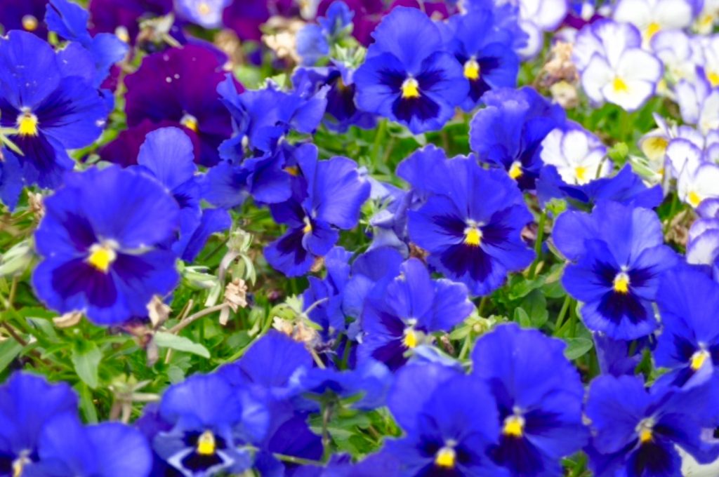 Hoa pensée có màu chủ đạo blue violet 