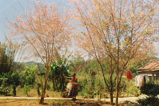 Những tán mai anh đào đang độ rực rỡ nhất, hòa với nắng vàng đẹp xao xuyến lòng giữa cao nguyên Lâm Đồng.