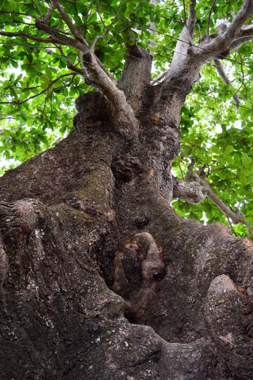 Choáng ngợp những cây bàng cổ thụ của du lịch Côn Đảo - ChuduInfo
