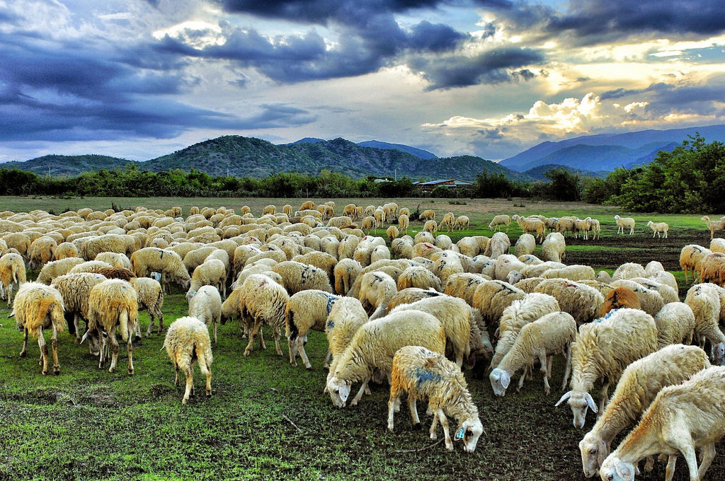 Kinh nghiệm khám phá Đông Cừu yên thành Nghệ An-Đẹp tựa trời âu