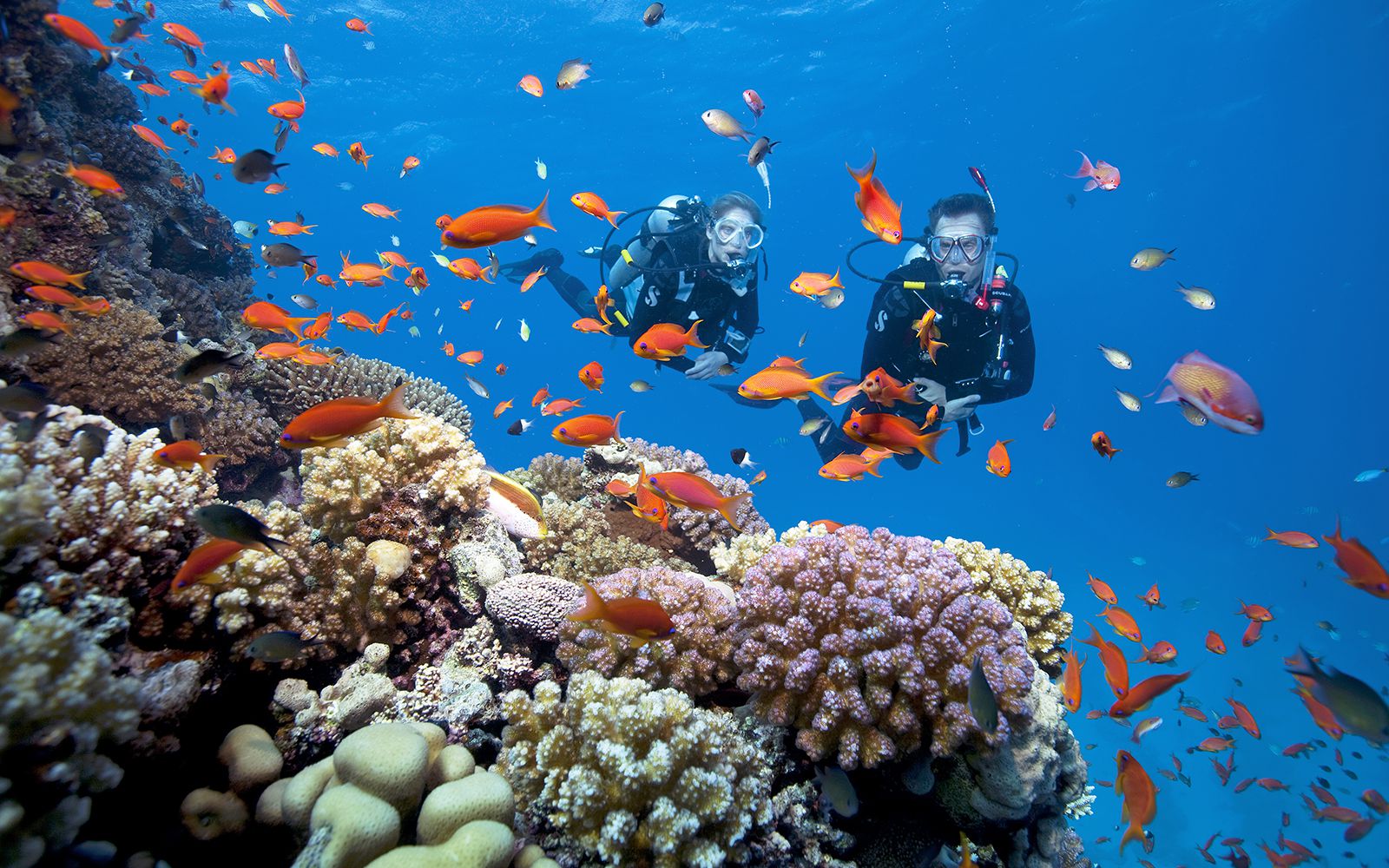 Kinh nghiệm lặn biển ngắm san hô ở đảo Phú Quốc - ChuduInfo