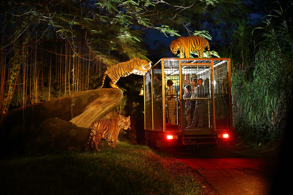 singapore night safari accident