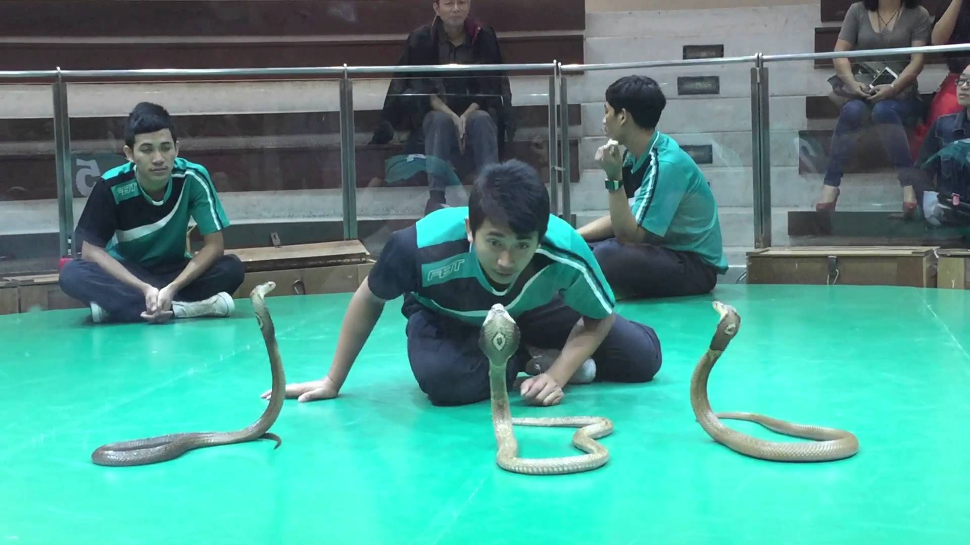 Trang trại nuôi hàng nghìn con rắn ở Bangkok - ChuduInfo