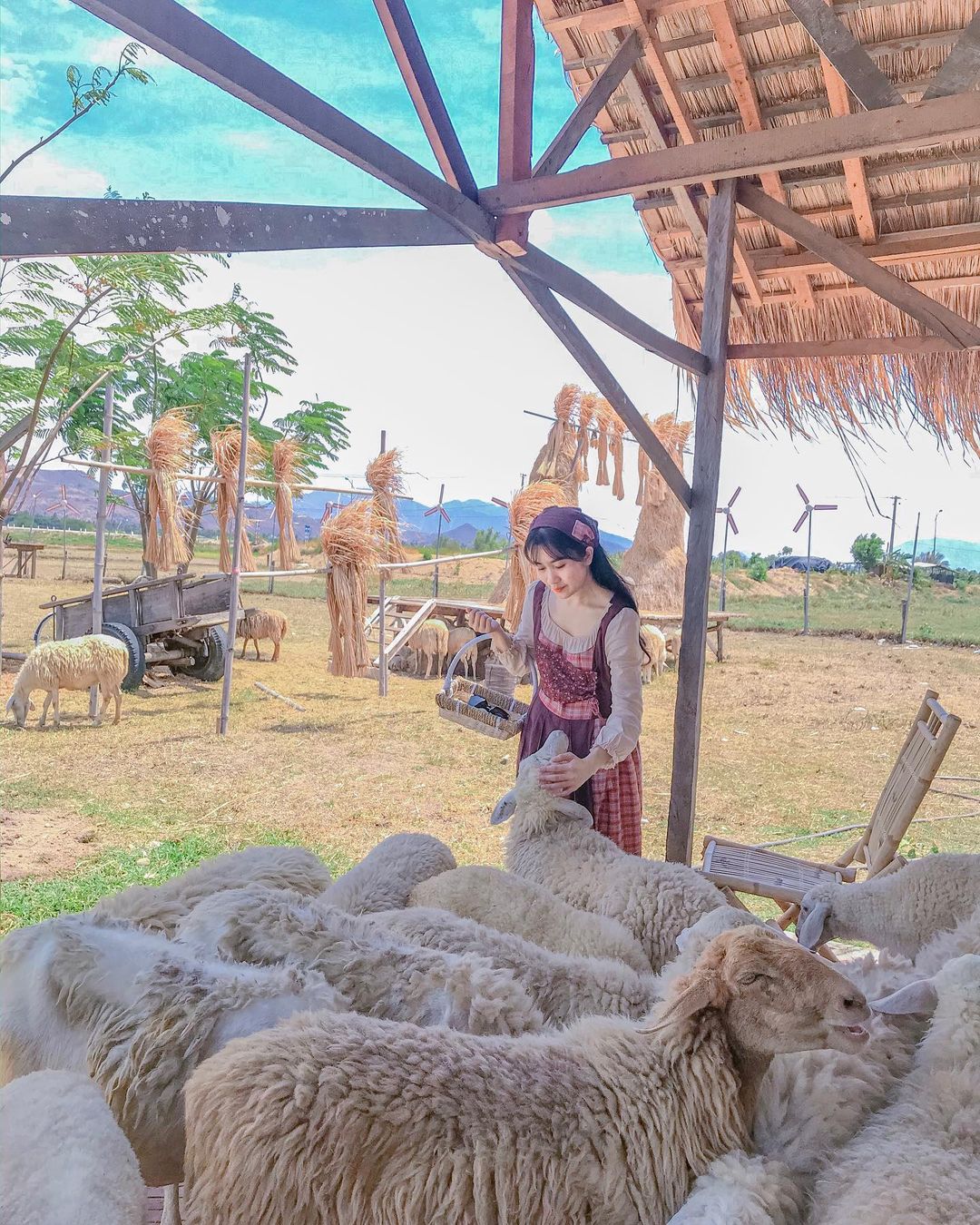 đồng cừu Suối Tiên Ninh Thuận 1