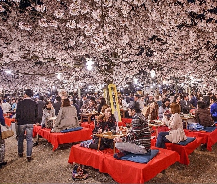 Lịch hoa anh đào nở ở Nhật Bản 2023 4
