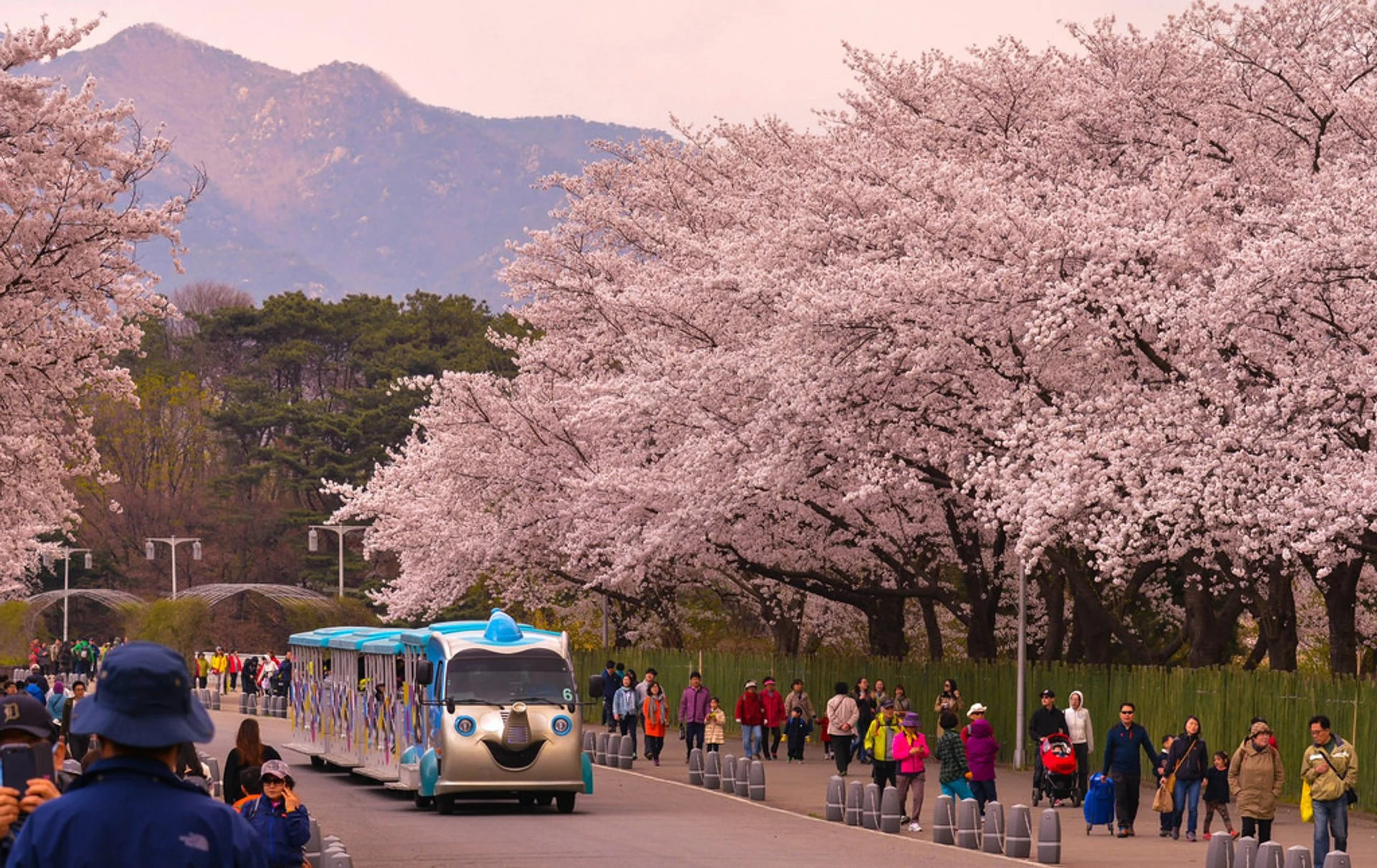 lịch nở hoa anh đào Hàn Quốc 2023 3