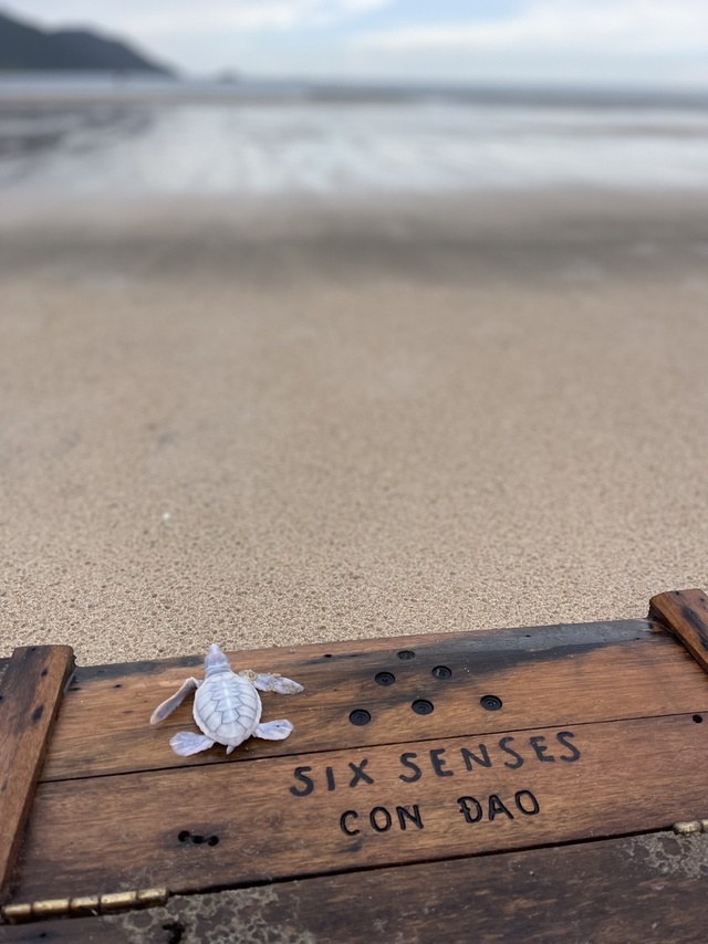 Hoạt động thả rùa về biển tại Six Senses Côn Đảo 2