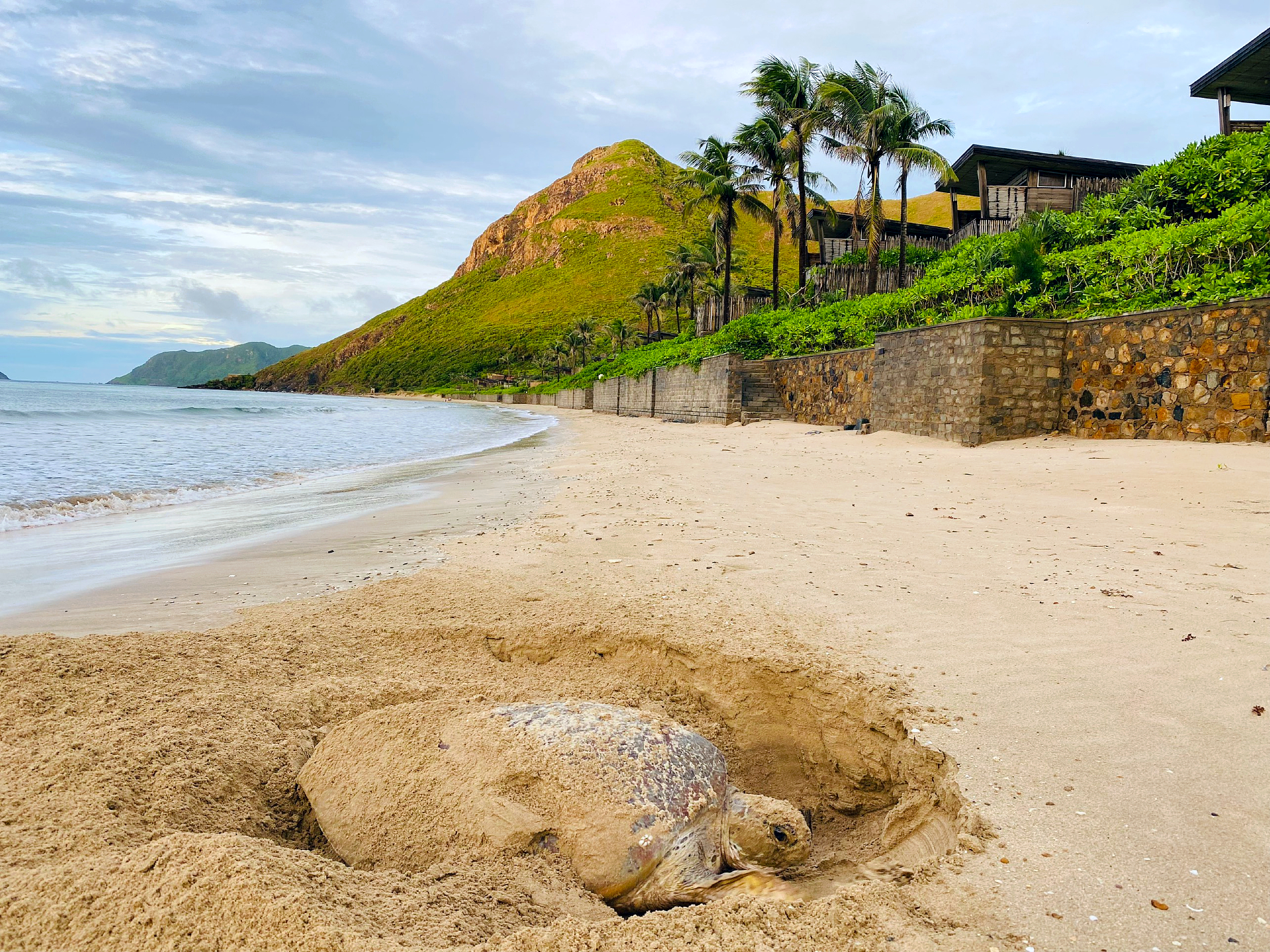 Hoạt động thả rùa về biển tại Six Senses Côn Đảo 3