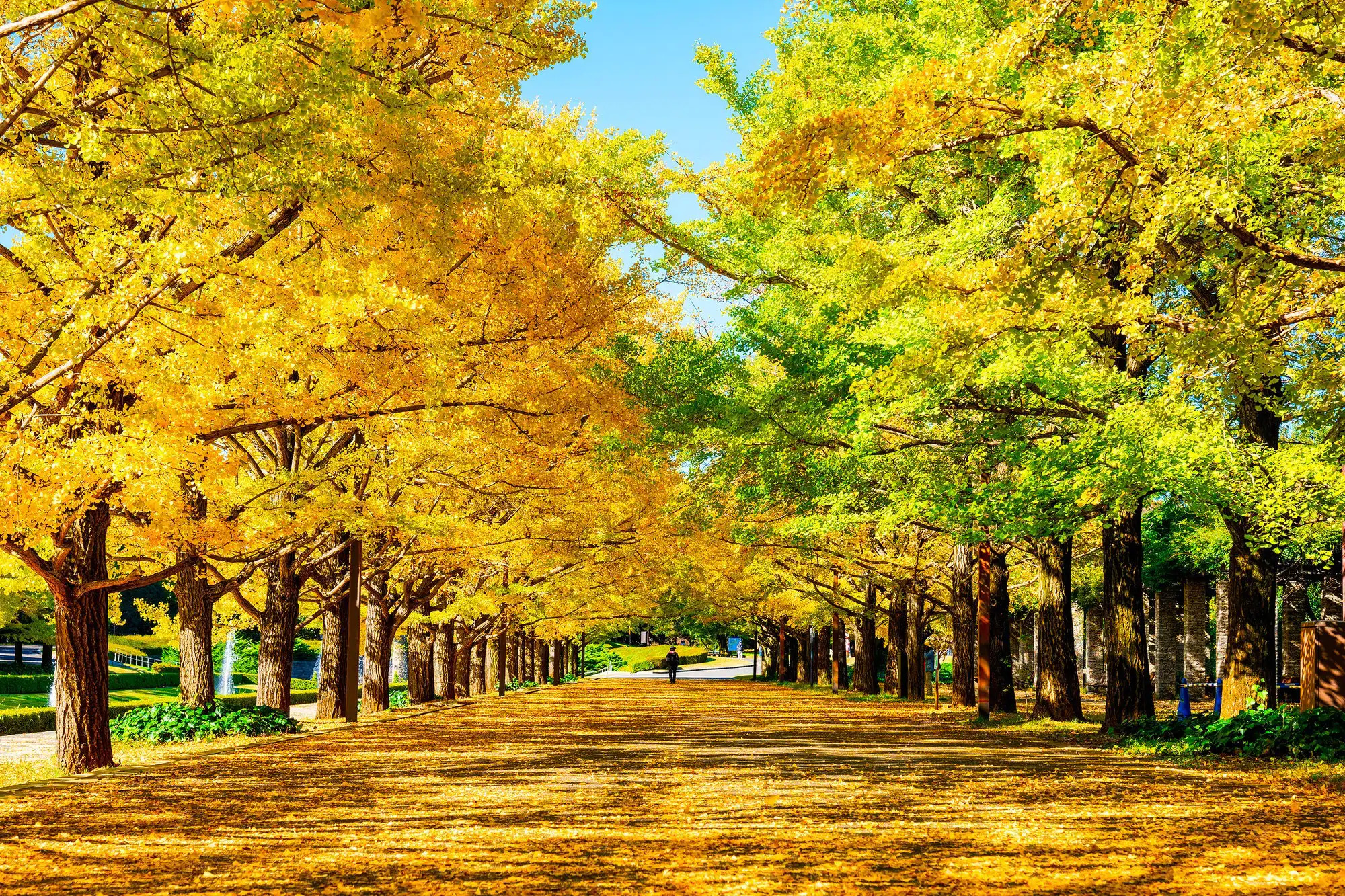 địa điểm ngắm lá vàng lá đỏ ở Nhật 2