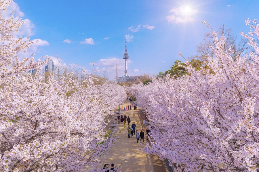 lịch nở hoa anh đào Hàn Quốc 2024 3