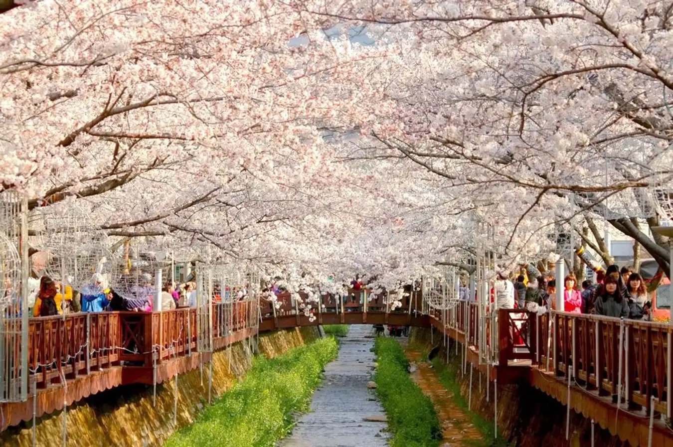 Du lịch ngắm hoa anh đào ở Seoul Hàn Quốc 1